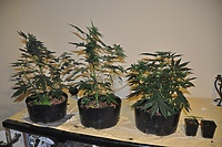 Zatrzymani za uprawę konopi