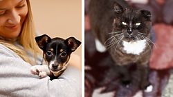 Galeria pod psem i kotem 