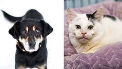 Galeria pod psem i kotem 