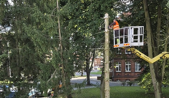 Drzewa przy ul. Prusa już nie zagrażają Drzewa przy ul. Prusa już nie zagrażają