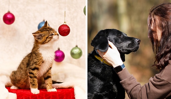 Galeria pod psem i kotem 