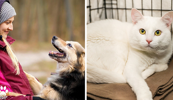 Galeria pod psem i kotem 