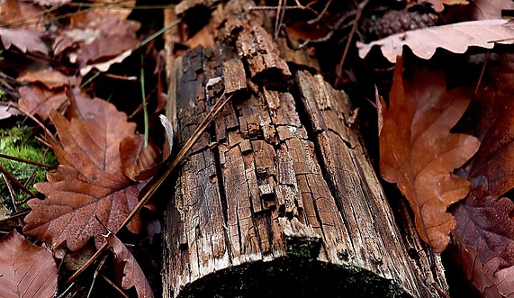 Przy Mazurskiej wytną 17 drzew Przy Mazurskiej wytną 17 drzew