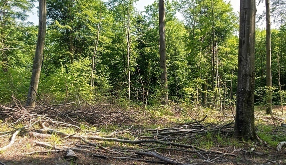 Lasy Nadleśnictwa Elbląg będą pełniły funkcję obronną Lasy Nadleśnictwa Elbląg będą pełniły funkcję obronną