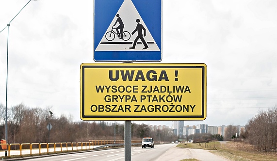 Elbląg. Większa strefa zakażenia ptasią grypą