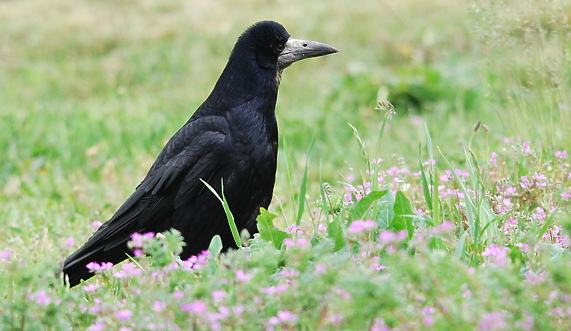 Ptaki Elbląga: Gawron 