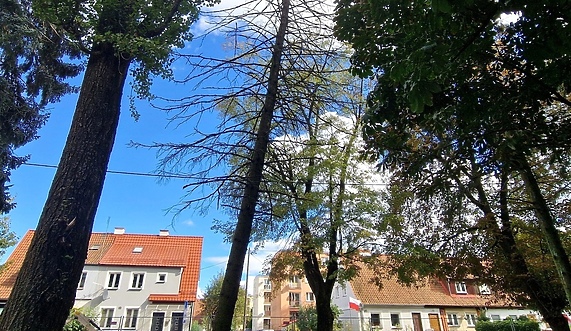 „Ta wycinka była konieczna”