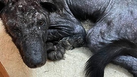 Czy rozpoznajesz tego zaniedbanego psa lub znasz jego właściciela?