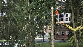 Drzewa przy ul. Prusa już nie zagrażają Drzewa przy ul. Prusa już nie zagrażają