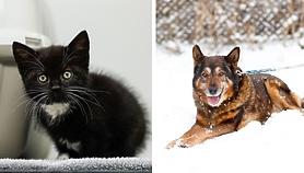 Galeria pod psem i kotem  