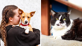 Galeria pod psem i kotem Galeria pod psem i kotem