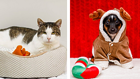 Galeria pod psem i kotem Galeria pod psem i kotem