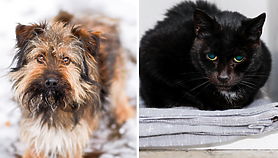 Galeria pod psem i kotem 