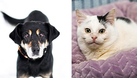 Galeria pod psem i kotem 