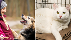 Galeria pod psem i kotem 