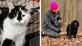 Galeria pod psem i kotem 