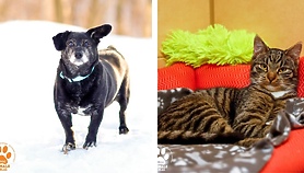 Galeria pod psem i kotem 