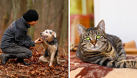 Galeria pod psem i kotem 