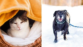 Galeria pod psem i kotem Galeria pod psem i kotem