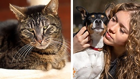 Galeria pod psem i kotem (Odc.413)