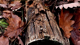 Przy Mazurskiej wytną 17 drzew