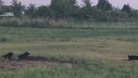 Jeden dziki pies odłowiony, wkrótce kolejne próby 