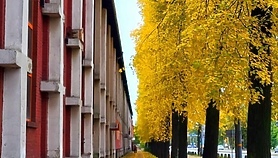 Jesienna droga Fotką Października