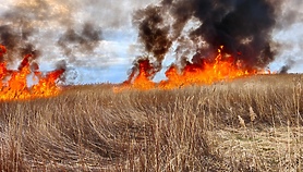 Kolejny pożar trzcinowiska Kolejny pożar trzcinowiska