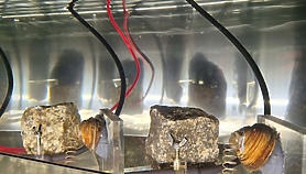 Małże pilnują elbląskiej wody