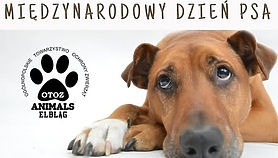 Międzynarodowy Dzień Psa w Doglince