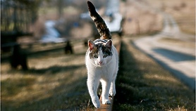 Możesz pomóc kotom z Elbląga