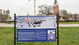 Czytelniczka: Dokarmiajmy ptaki również nad rzeką