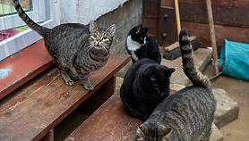 Oddaj elektryczne śmieci i pomóż zwierzętom Oddaj elektryczne śmieci i pomóż zwierzętom