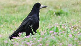 Ptaki Elbląga: Gawron 