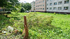 Czytelniczka: samowolnie wyciął drzewo na osiedlu, wezwaliśmy policję Czytelniczka: samowolnie wyciął drzewo na osiedlu, wezwaliśmy policję