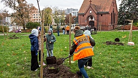 Śliwy, wiśnie i kasztanowce w parku Traugutta