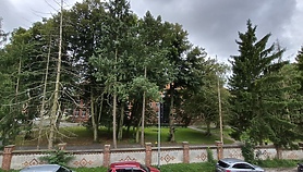 Szpital reaguje w sprawie drzew Szpital reaguje w sprawie drzew