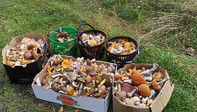 Klimat i grzybiarzy czekają zmiany. Koniec z kurkami i podgrzybkami!