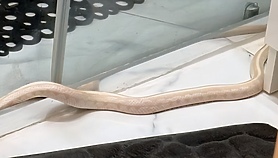 Wąż się wyślizgnął, a potem wrócił do domu Wąż się wyślizgnął, a potem wrócił do domu