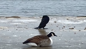 Ptasia grypa nad Bałtykiem