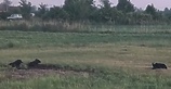 Jeden dziki pies odłowiony, wkrótce kolejne próby  (Wracamy do tematu) 