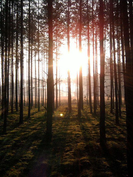 poranek w lesie