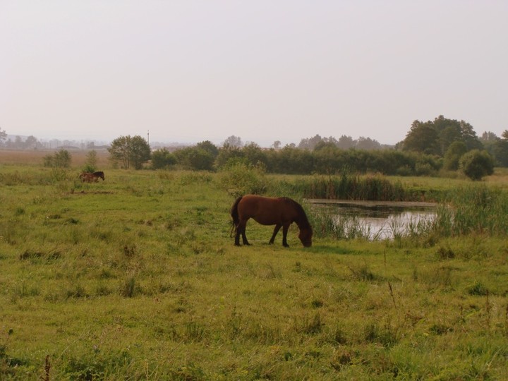 poranek na Żuławach...