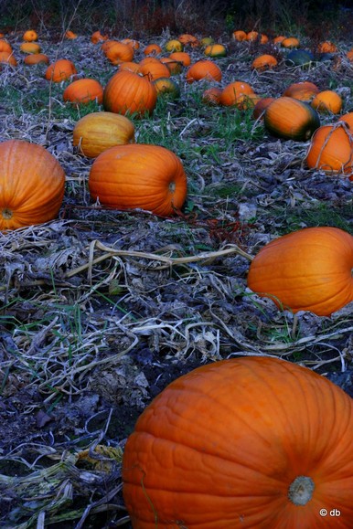 czekamy na Halloween