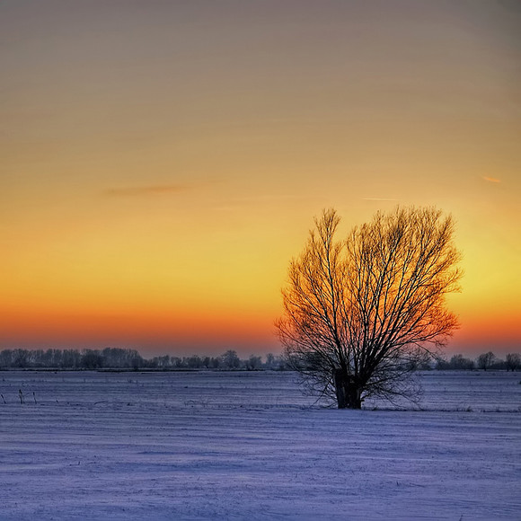 Ostatnia na tym polu. (Grudzień 2010)