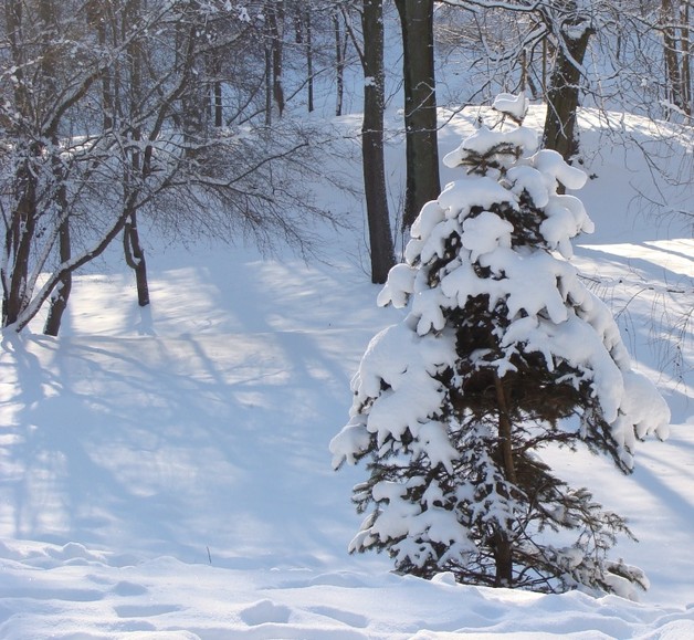 Zima w Dolince. (Grudzień 2010)