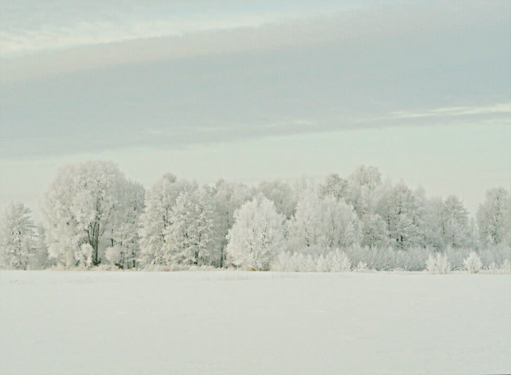 Zima w Nowakowie. (Styczeń 2011)