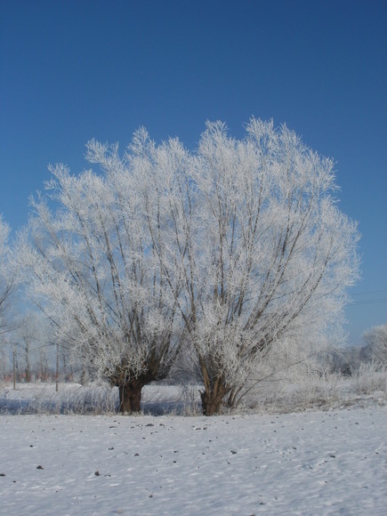 Żuławskie wierzby