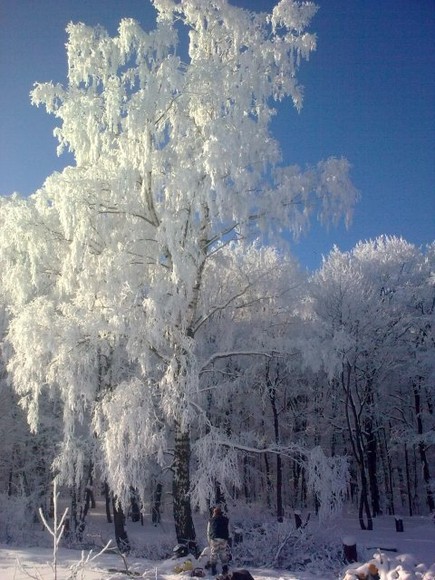 Dąbrowa 2011