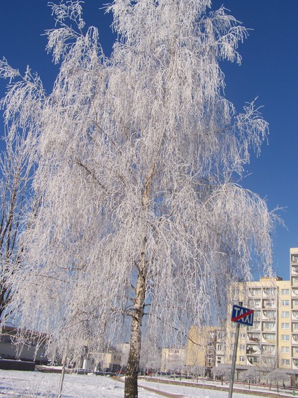 Drzewko zimą ;)